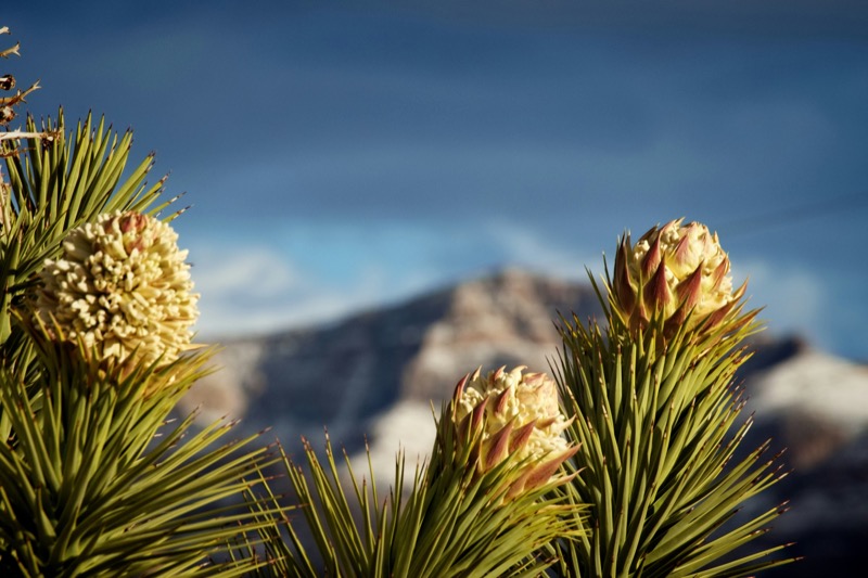 Desert flora near Meadview Arizona