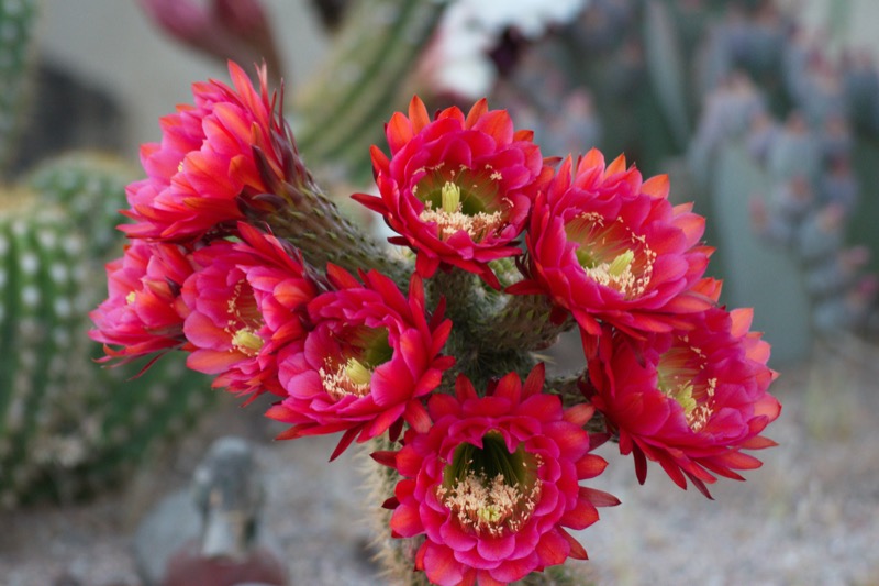 Red cactus flowers blooming in the Meadview desert