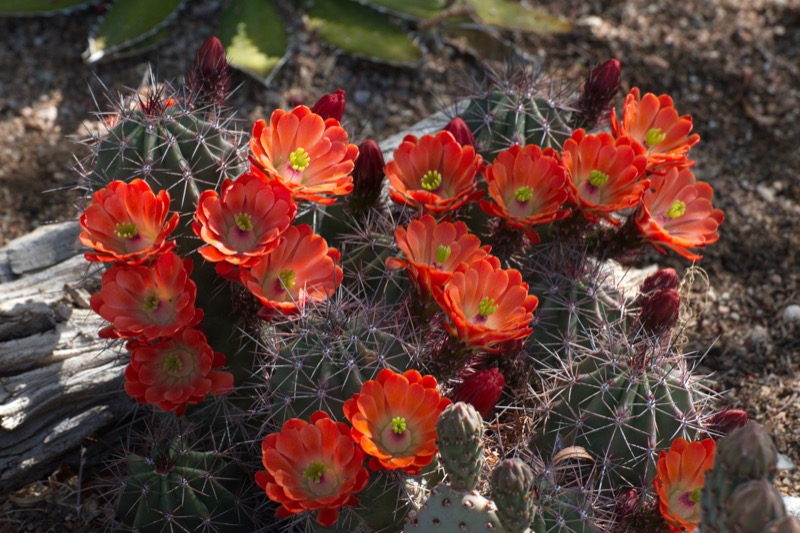 Red desert flowers growing in the high desert